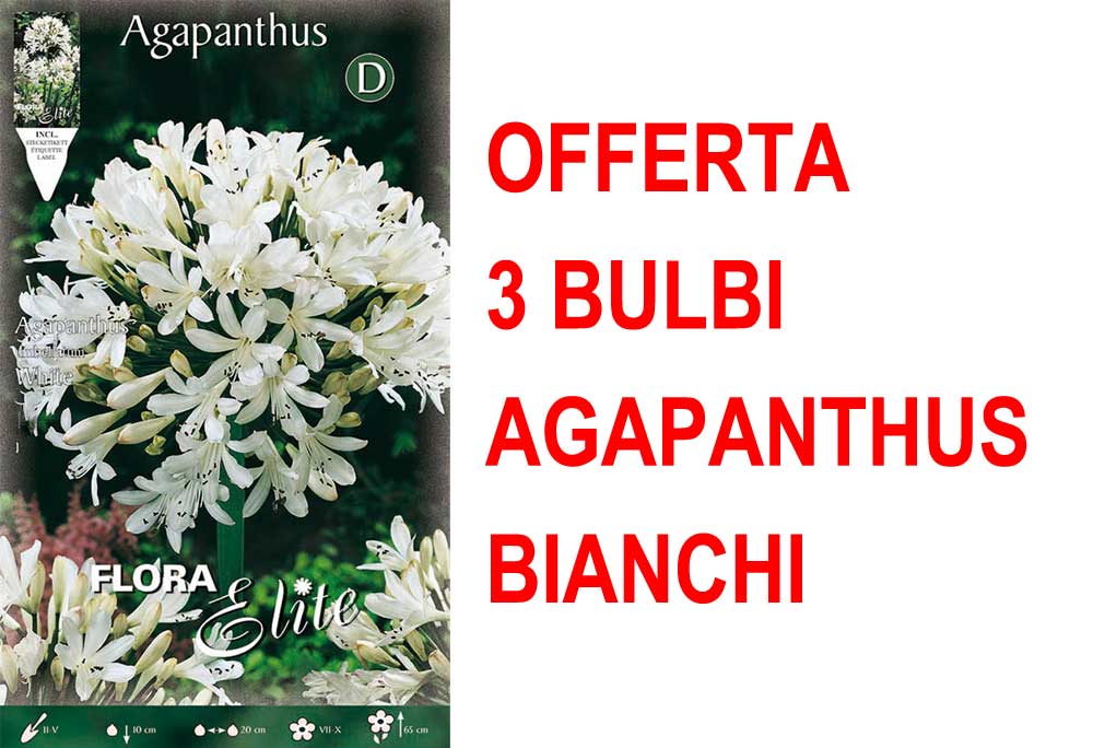 OFFERTA 3 BULBI AGAPANTHUS BIANCO