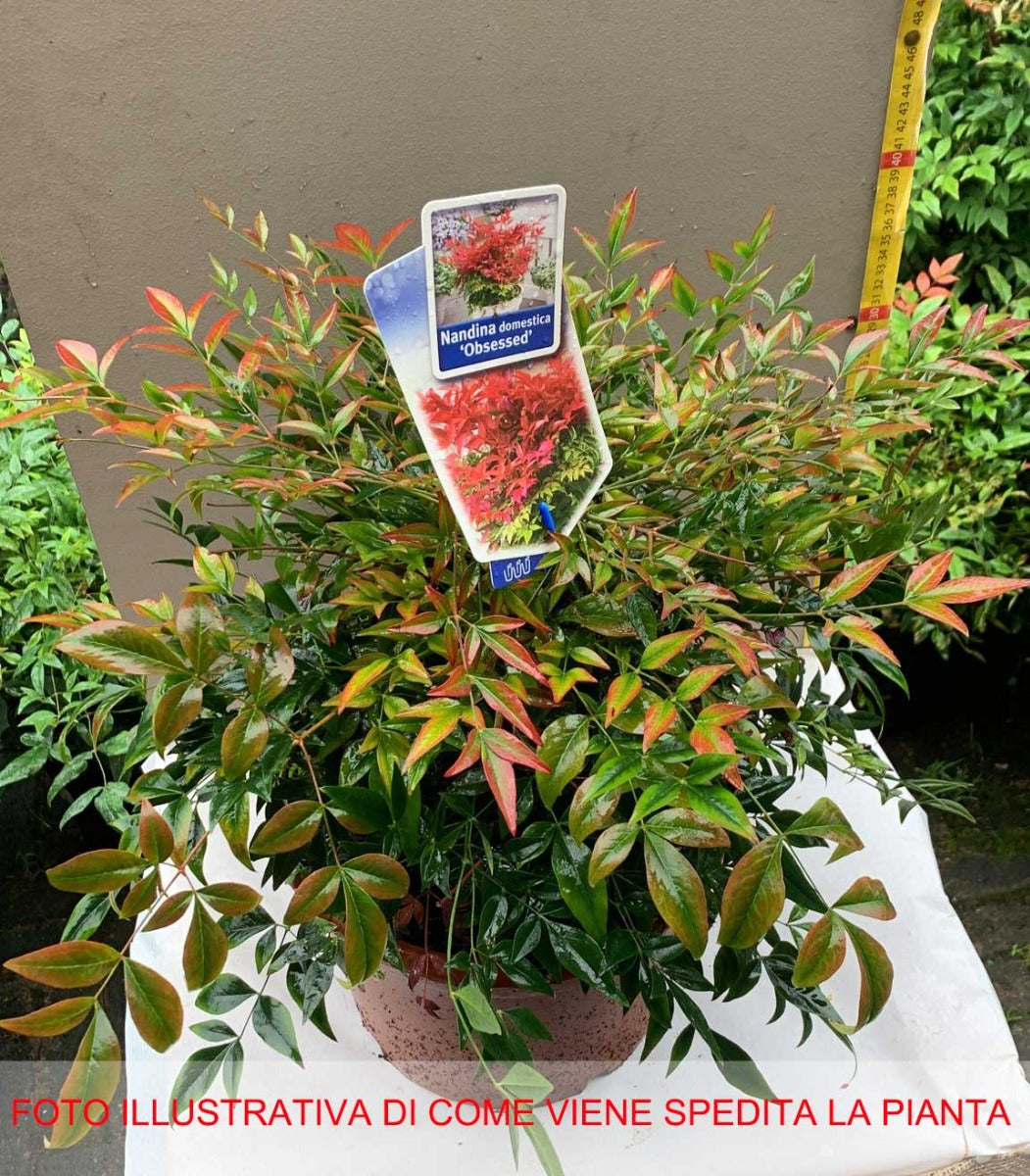 NANDINA DOMESTICA OBSESSED VASO 24CM