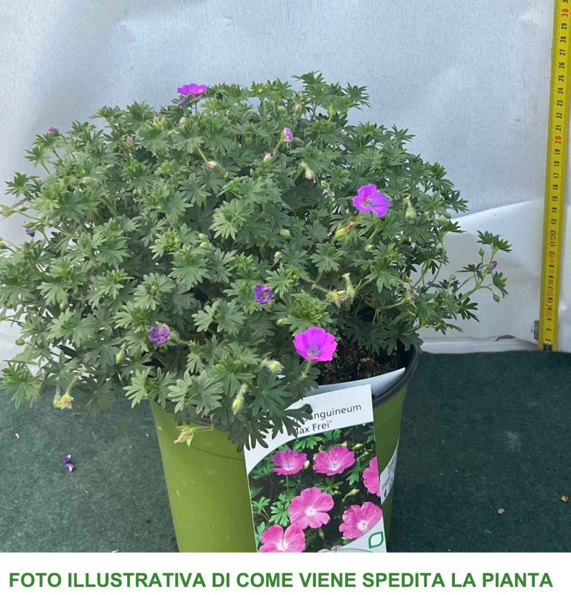 GERANIUM SANGUINEUM MAX FREI VASO 18CM