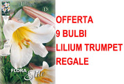 OFFERTA 9 BULBI LILIUM TRUMPET REGALE