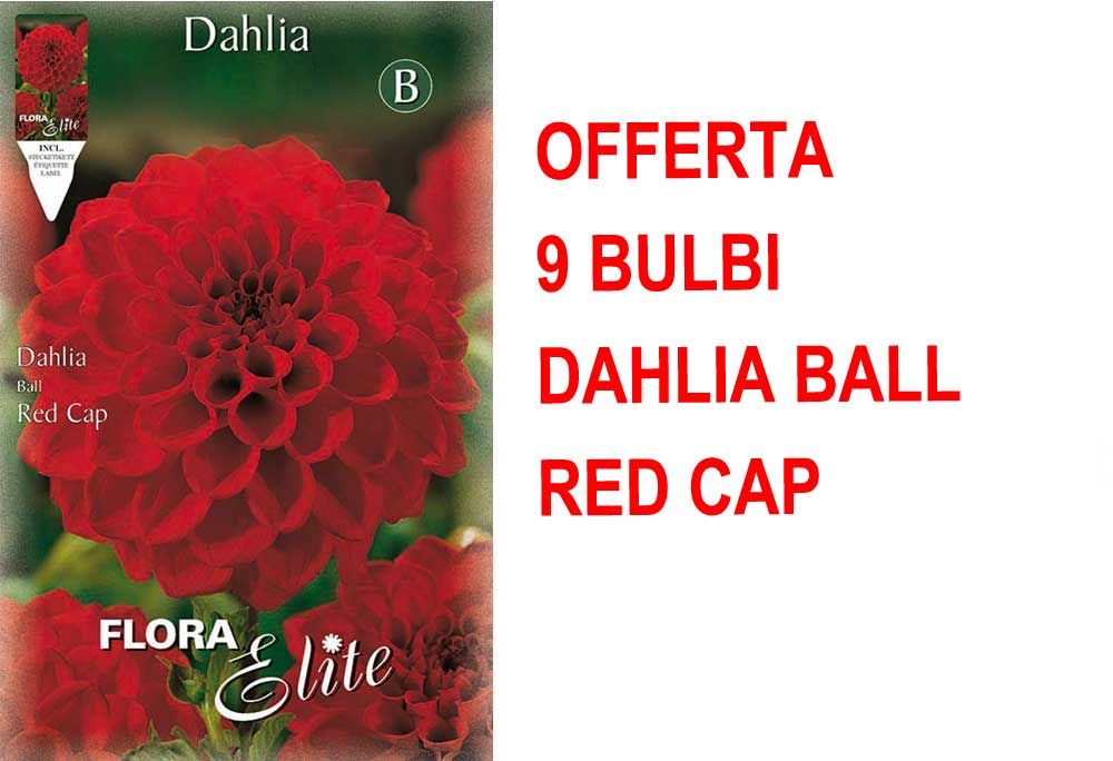OFFERTA 9 BULBI DI DAHLIA BALL RED CAP