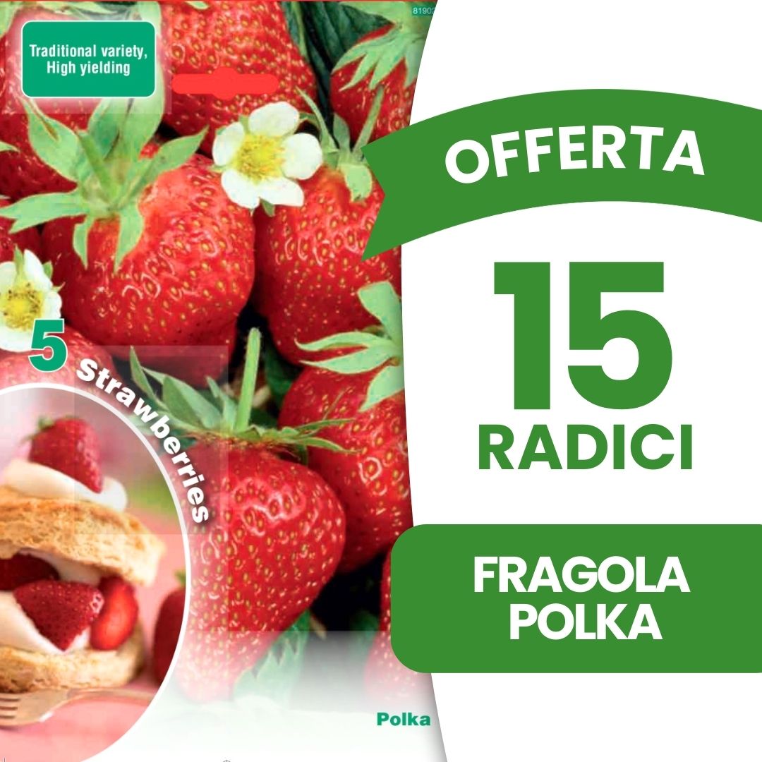 OFFERTA 15 RADICI FRAGOLA POLKA