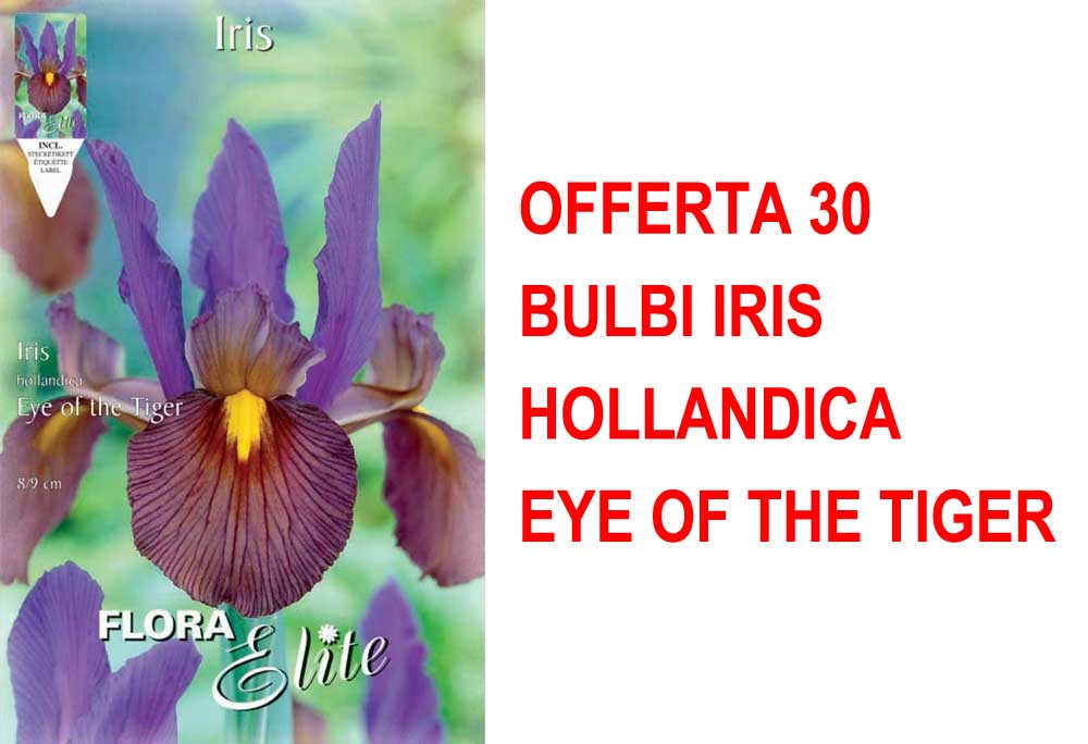 OFFERTA 30 BULBI IRIS HOLLANDICA EYE OF THE TIGER