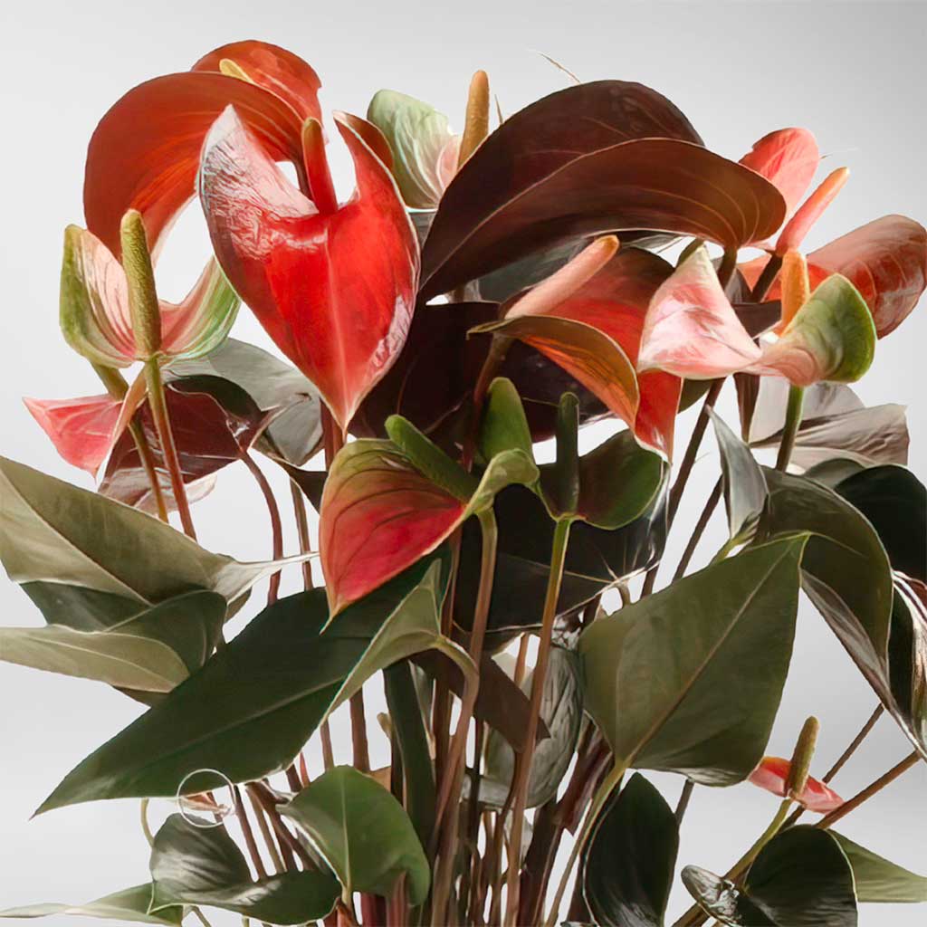 ANTHURIUM RAINBOW IN VASO 14CM
