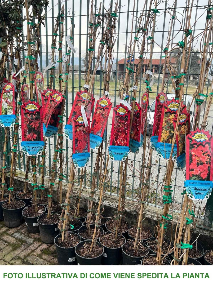 BIGNONIA CAMPSIS RADICANS STROMBOLI VASO 18CM