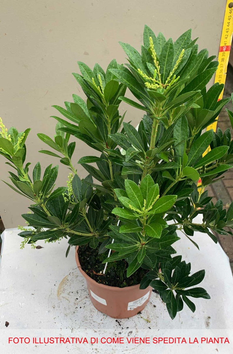PIERIS JAPONICA TEMPLE BELL VASO 17CM