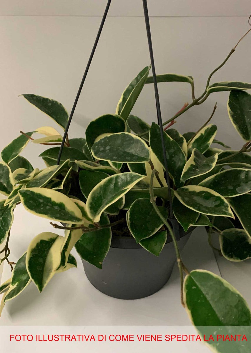 HOYA KRIMSON QUEEN FIORE DI CERA VASO 19CM