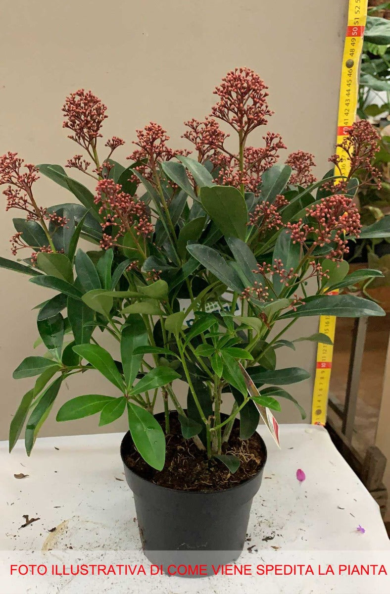 SKIMMIA RUBELLA VASO 15CM
