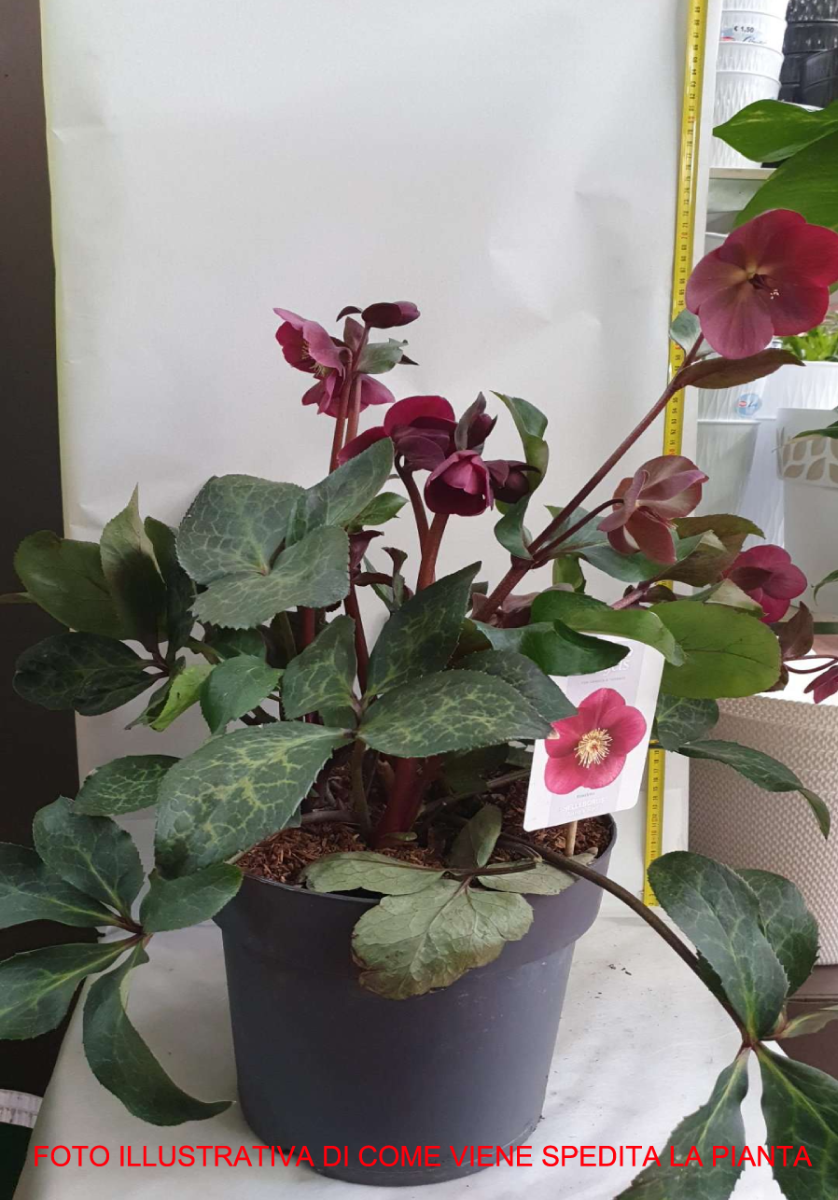 HELLEBORUS FR. K. ANNA'S RED 27CM