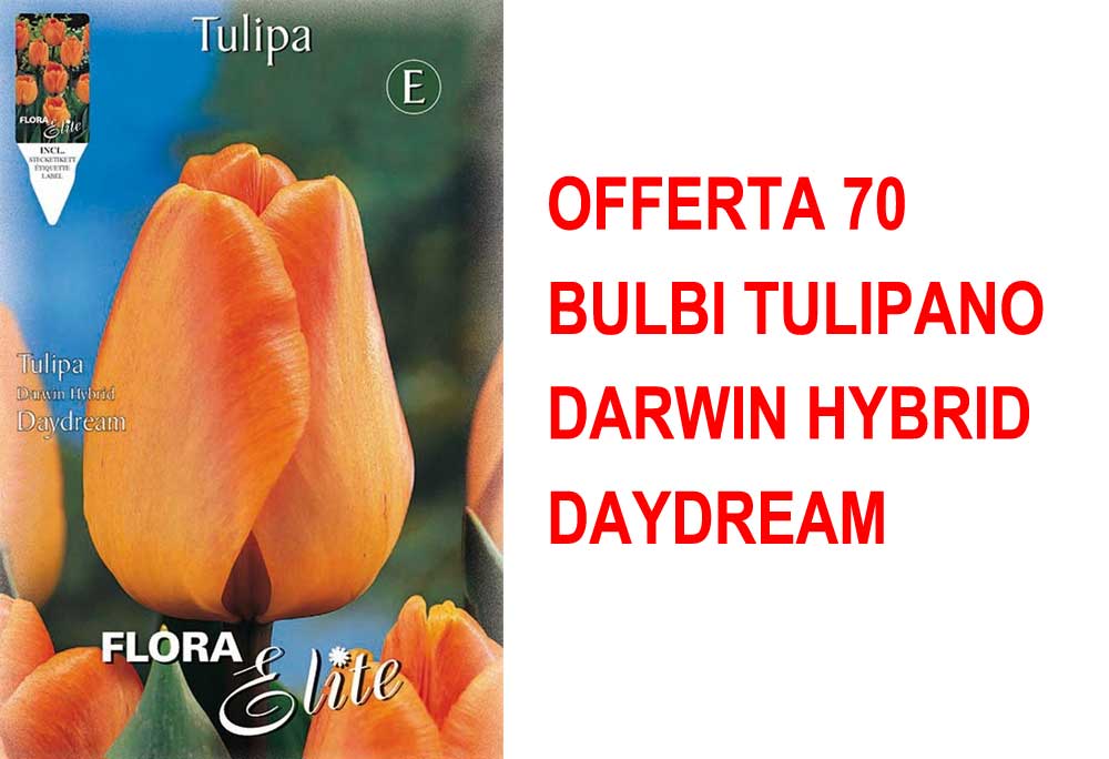OFFERTA 70 BULBI TULIPANO DARWIN HYBRID DAYDREAM