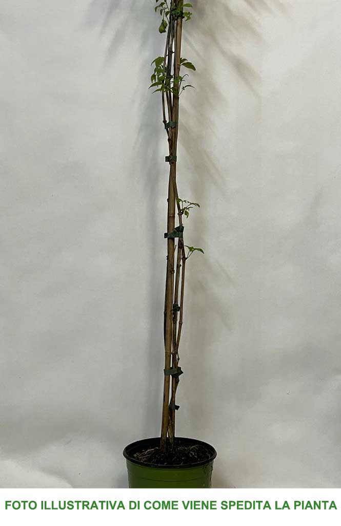 CLEMATIDE MONTANA GRANDIFLORA VASO 18CM