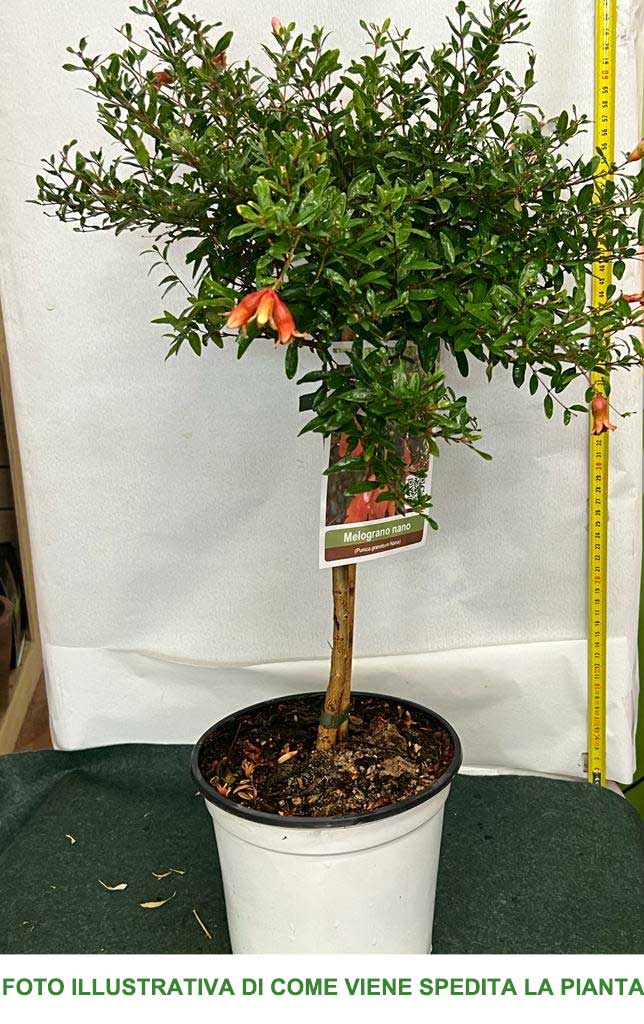 PUNICA GRANATUM NANUM MELOGRANO NANO IN VASO 19CM