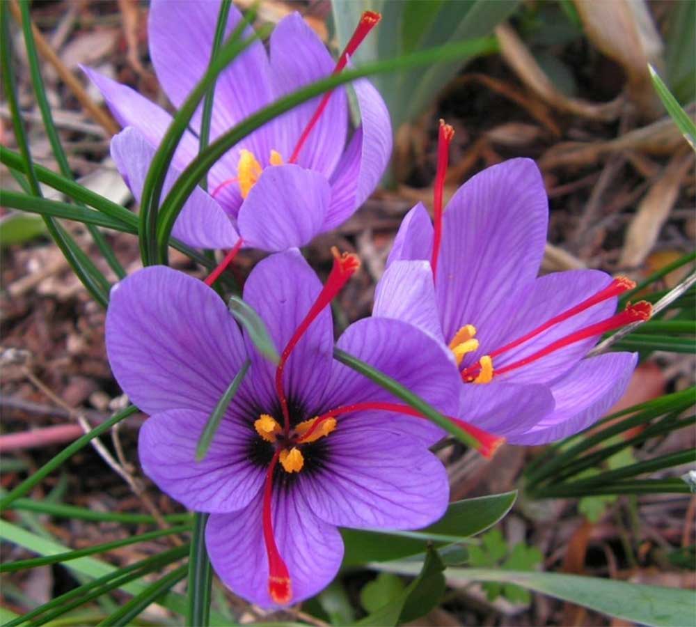 OFFERTA 200 BULBI DI CROCUS SATIVUS ZAFFERANO