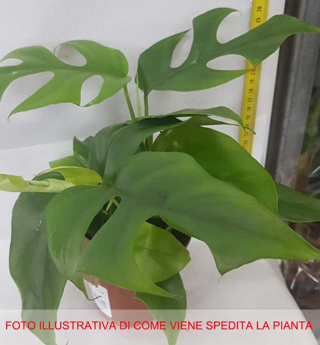 MONSTERA MINIMA VASO 12CM