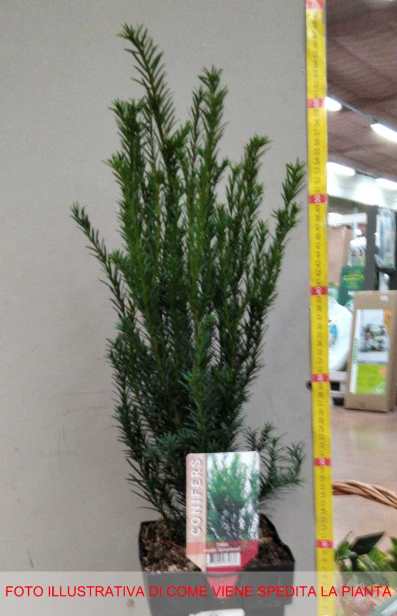 TAXUS MEDIA GROENLAND VASO 17CM