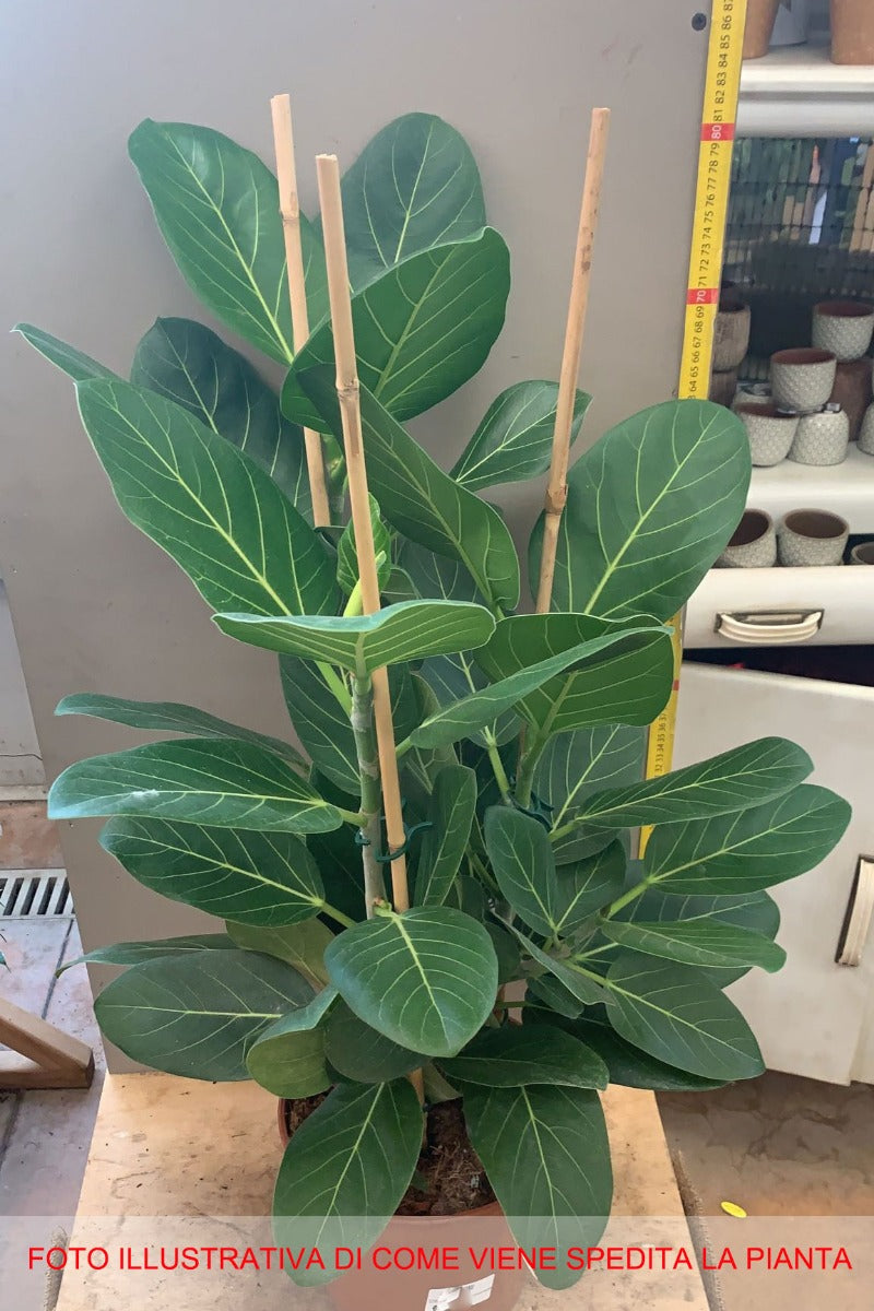 FICUS AUDREY VASO 21CM