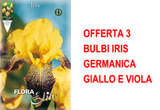 OFFERTA 3 BULBI IRIS GERMANICA GIALLO E VIOLA