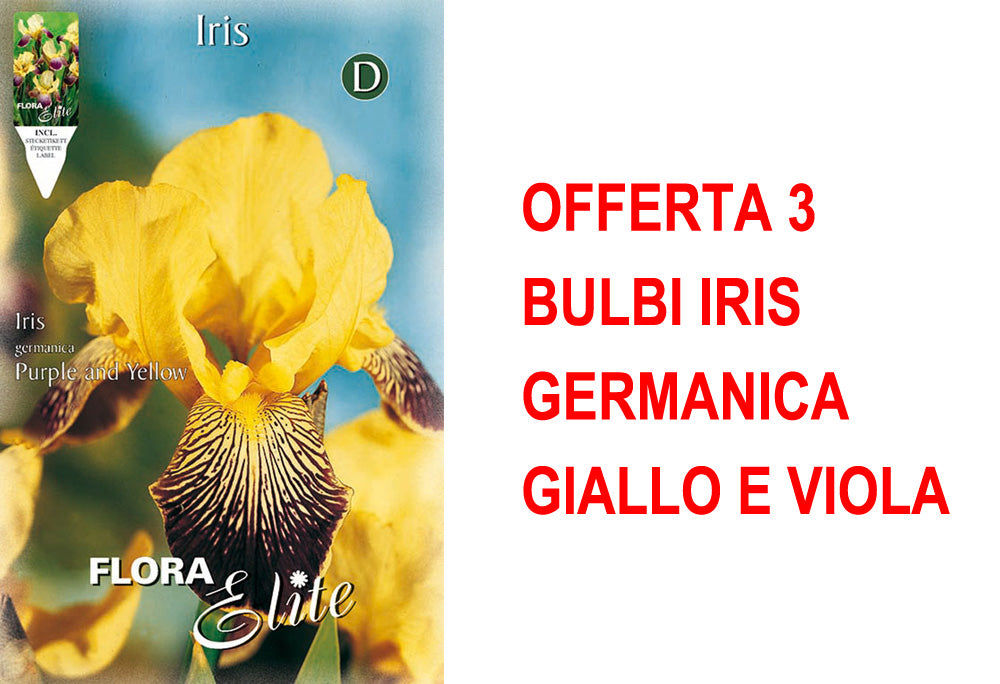 OFFERTA 3 BULBI IRIS GERMANICA GIALLO E VIOLA
