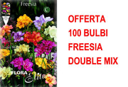 OFFERTA 100 BULBI FREESIA DOUBLE MIX