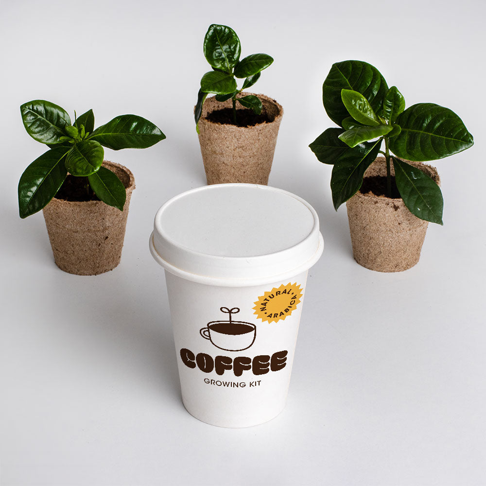 KIT DI COLTIVAZIONE DEL CAFFÈ