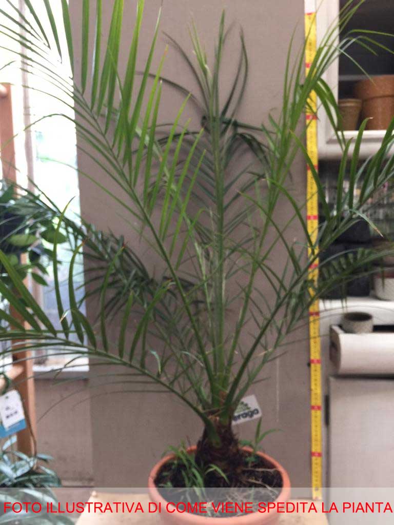 PHOENIX ROEBELENII VASO 20CM