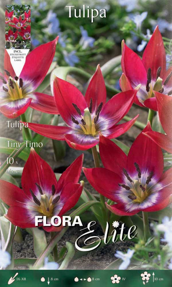 TULIPANO TINY TIMO (CONFEZIONE DA 10 BULBI)