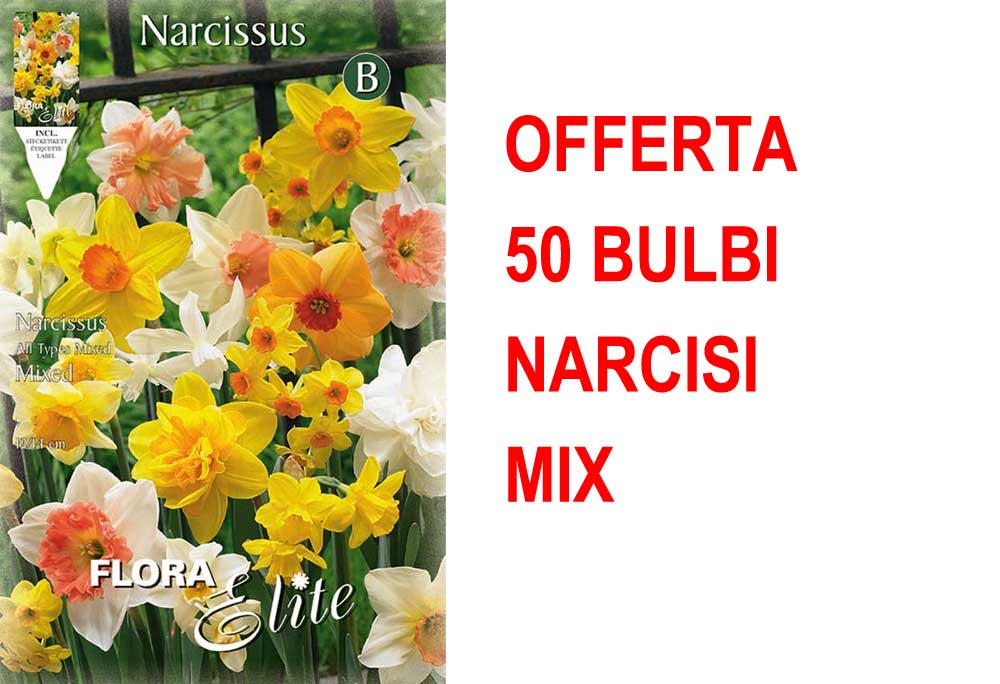 OFFERTA 50 BULBI NARCISO ALL TYPES MIX