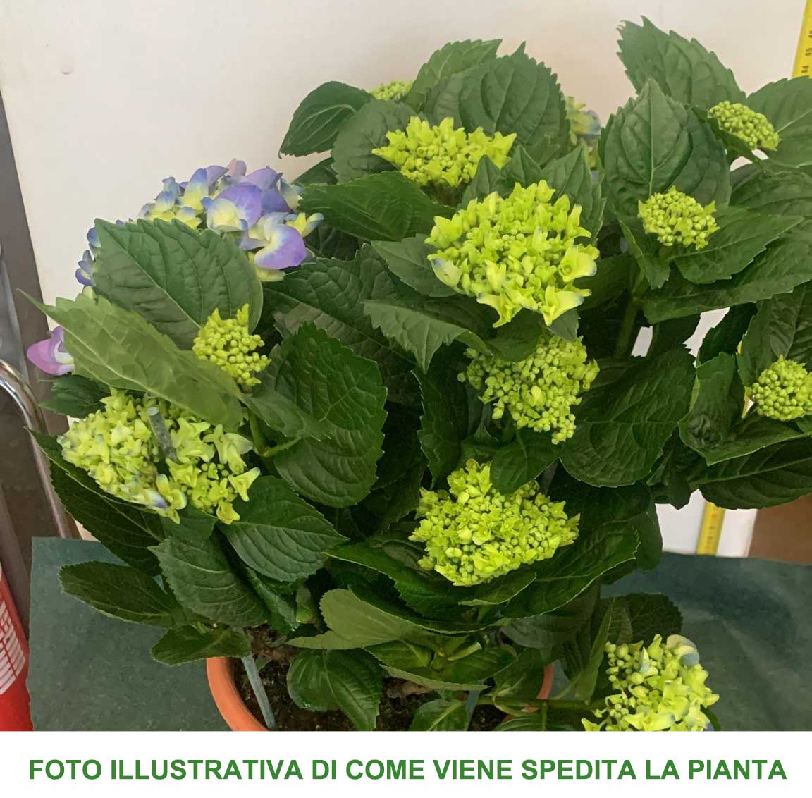 ORTENSIA HYDRANGEA MACROPHYLLA COLORI ASSORTITI VASO 22CM