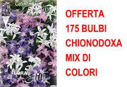 OFFERTA 175 BULBI CHIONODOXA MIX DI COLORI
