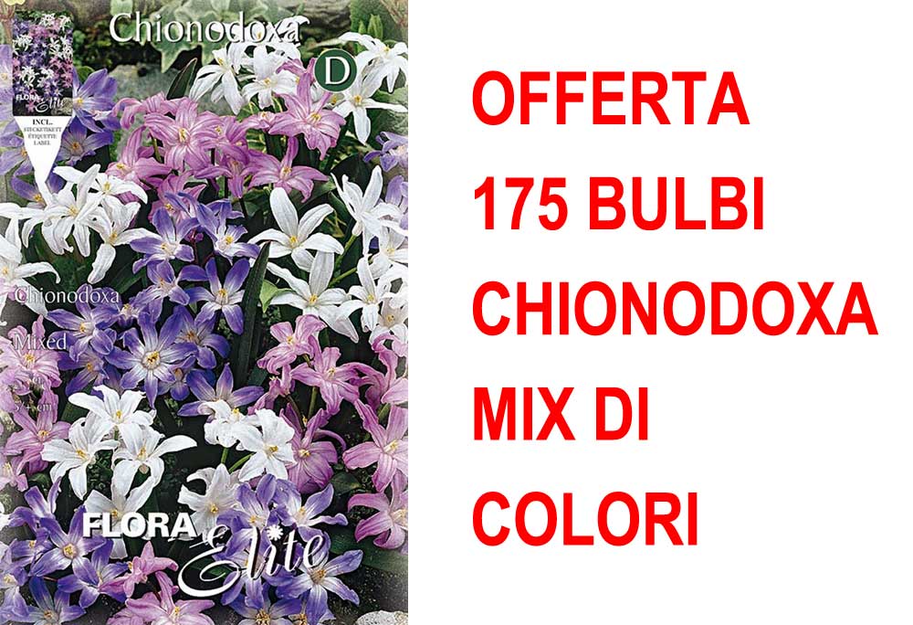 OFFERTA 175 BULBI CHIONODOXA MIX DI COLORI