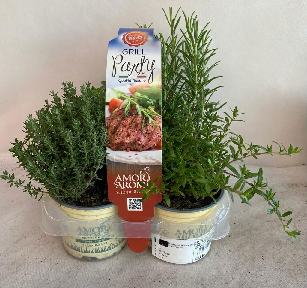 MIX 4 PIANTE AROMATICHE GRILL PARTY VASO 9CM