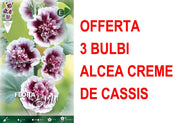 OFFERTA 3 BULBI ALCEA CREME DE CASSIS