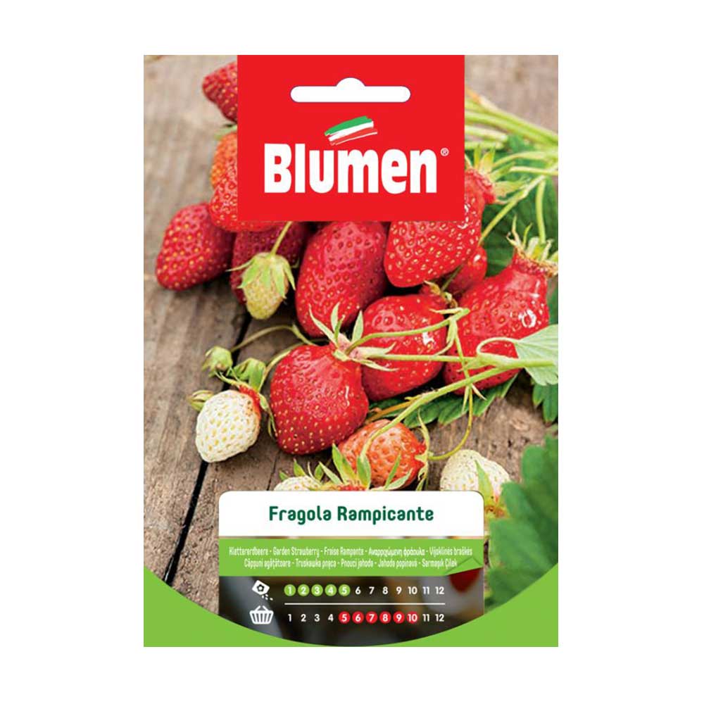 SEMI FRAGOLE RAMPICANTI BLUMEN