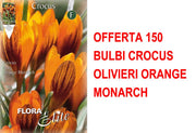 OFFERTA 150 BULBI CROCUS OLIVIERI ORANGE MONARCH