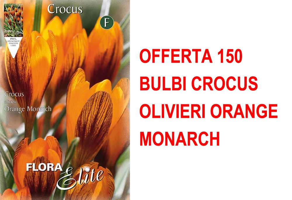 OFFERTA 150 BULBI CROCUS OLIVIERI ORANGE MONARCH