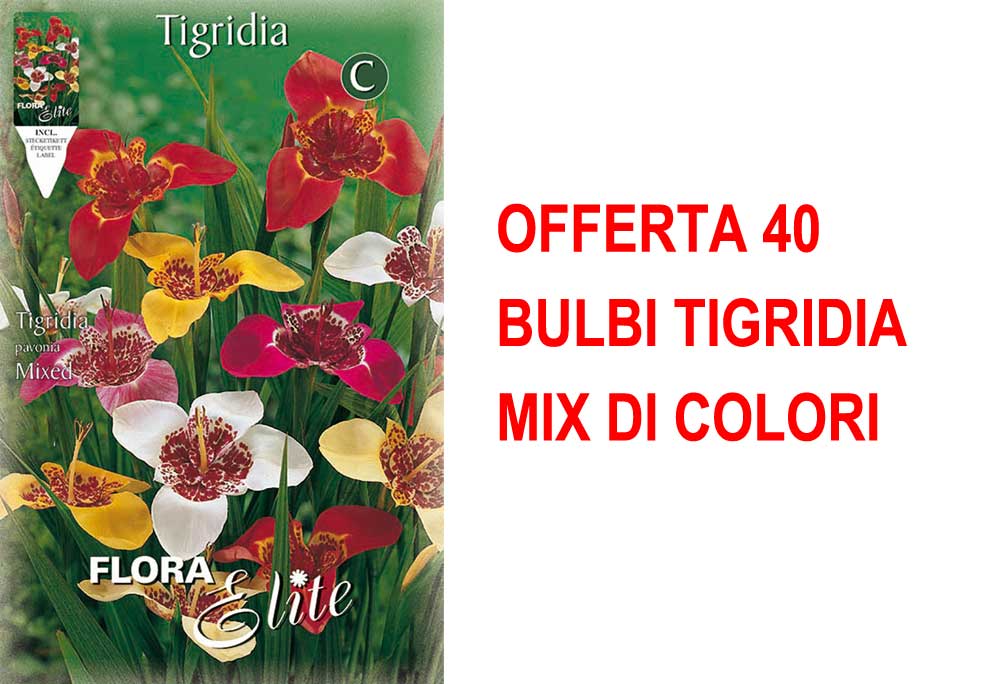 OFFERTA 40 BULBI TIGRIDIA MIX DI COLORI