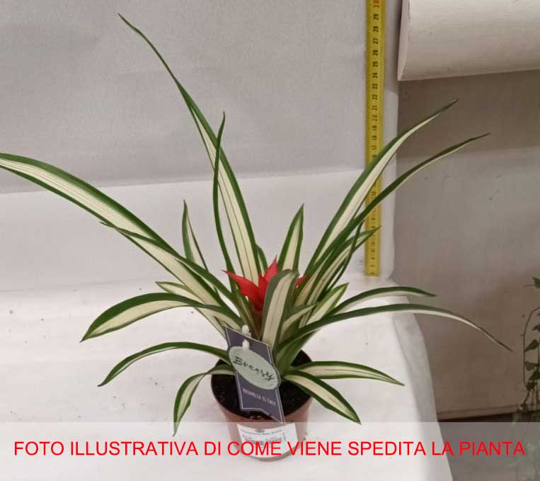 GUZMANIA SUE ANNE IN VASO 9CM