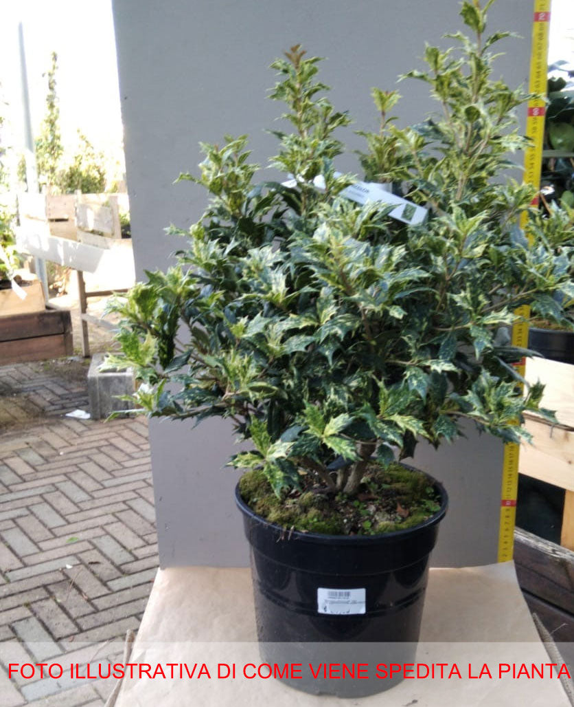OSMANTHUS TRICOLOR IN VASO 24CM