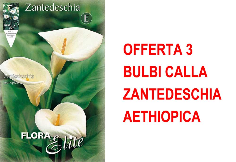OFFERTA 3 BULBI CALLA ZANTEDESCHIA AETHIOPICA