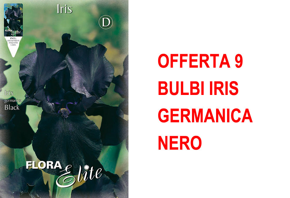 OFFERTA 9 BULBI IRIS GERMANICA NERO
