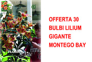 OFFERTA 30 BULBI LILIUM GIGANTE MONTEGO BAY