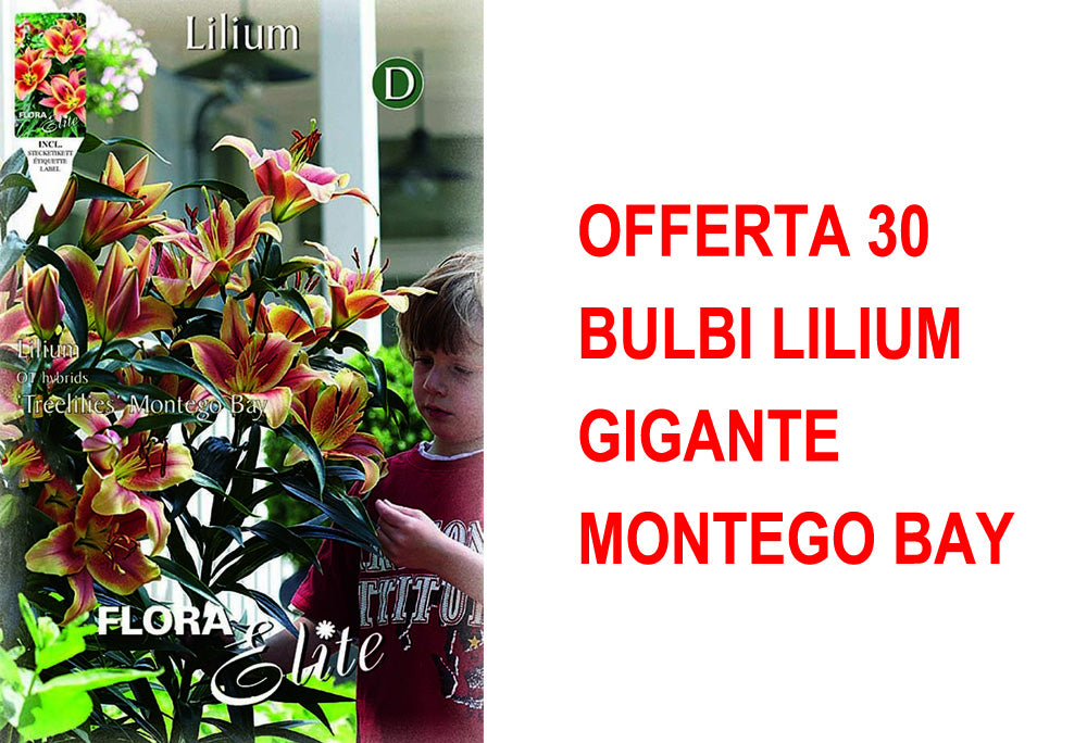 OFFERTA 30 BULBI LILIUM GIGANTE MONTEGO BAY