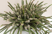 RHIPSALIS HORRIDA VASO 12CM