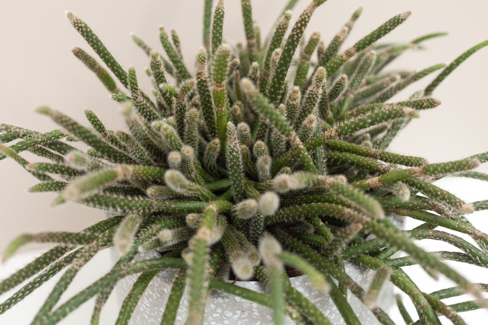 RHIPSALIS HORRIDA VASO 12CM
