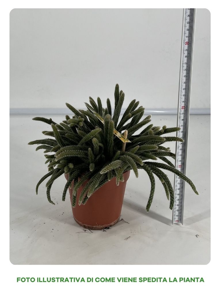 RHIPSALIS HORRIDA VASO 12CM