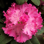 RODODENDRO GERMANIA ROSA IN VASO 17CM