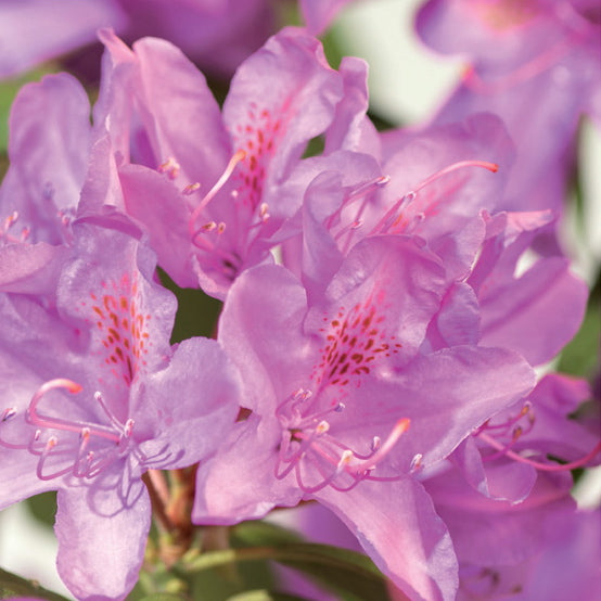 RODODENDRO ROSEUM ELEGANCE IN VASO 17CM