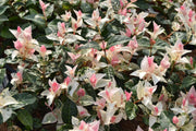 TRACHELOSPERMUM JASMIN GELSOMINO TRICOLOR VASO 21CM