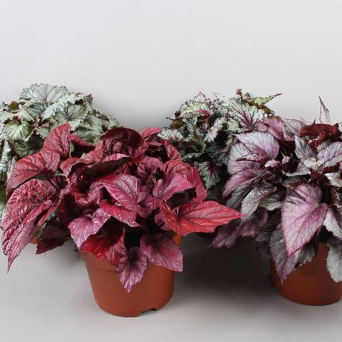 BEGONIA BELEAF COLORI ASSORTITI IN VASO 13CM