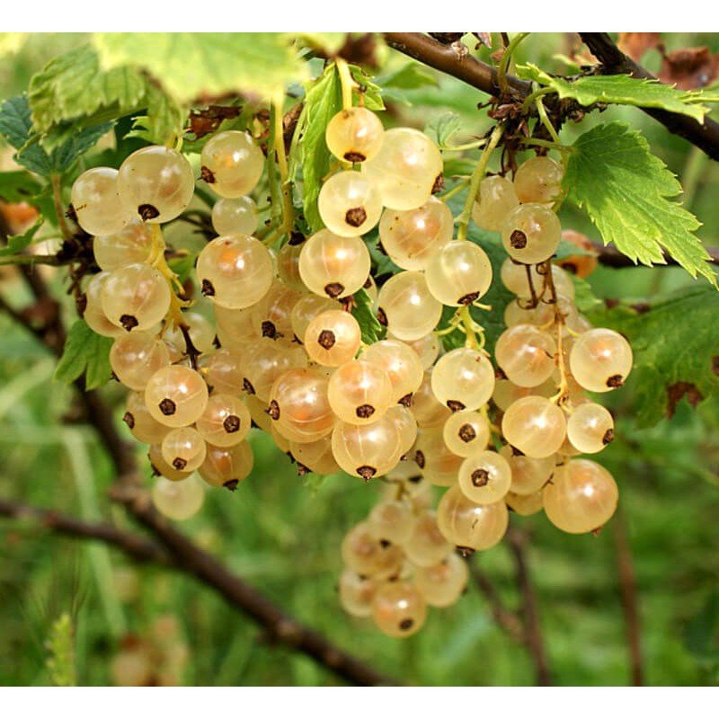 RIBES BIANCO WERDAVIA (1 PIANTA)